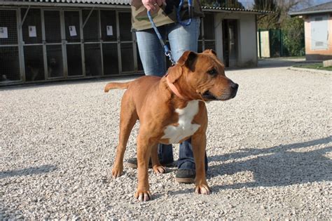 Apagi Daddy Chien American Staffordshire Terrier La Robe Fauve