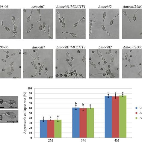 Conidial Germination Appressoria Formation And Turgor Pressure Of