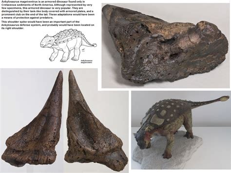 Ankylosaurus Magniventris Динозавры