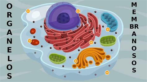 Presentación Organelos Membranosos Diapositivas de Biología Molecular