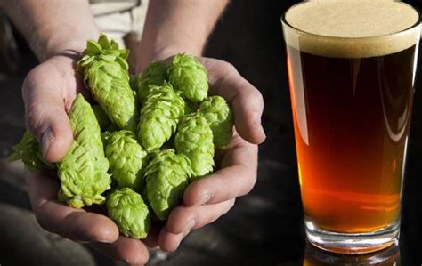 Spring Forward With These 3 Single Hop Beer Recipes Wine Making And