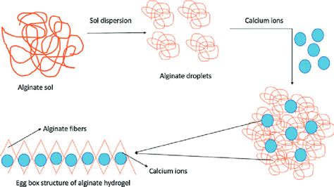 Schematic Representation Of Fabrication Of Alginate Based Hydrogels Download Scientific Diagram