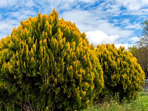 15 Different Arborvitae Types, Varieties, and Care - PlantSnap