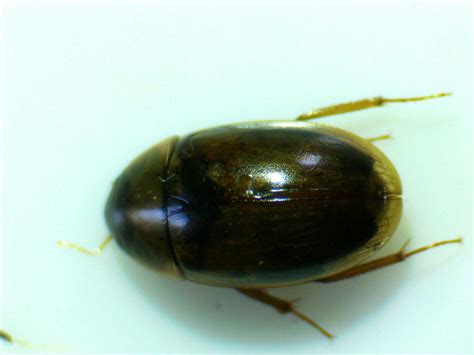 Enochrus Bicolor From Красноармейский р н Волгоград Волгоградская обл