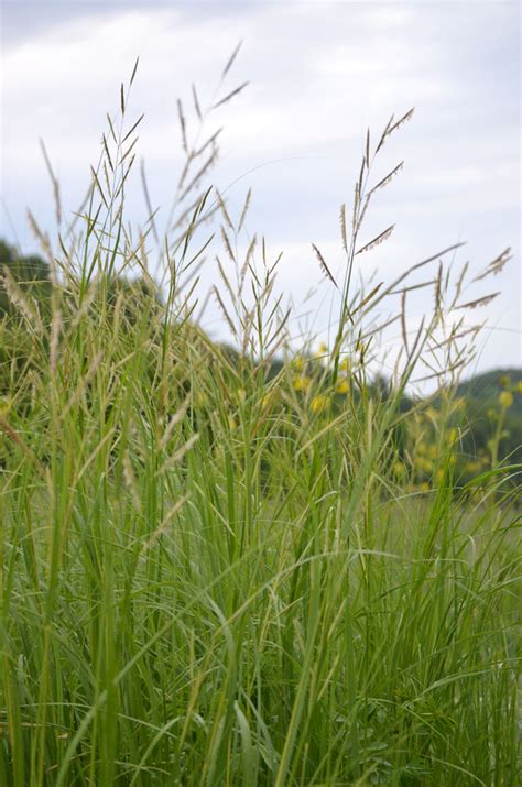 Spartina Pectinata Prairie Cordgrass