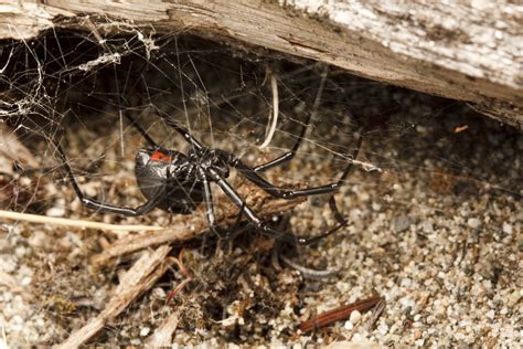 Latrodectus | spiderbytes