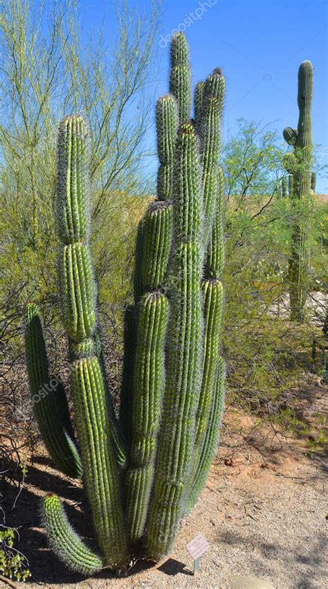 El Saguaro Carnegiea Gigantea Es Una Especie De Cactus Arborescente