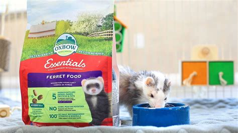 Introducing Essentials Ferret Food! - Oxbow Animal Health