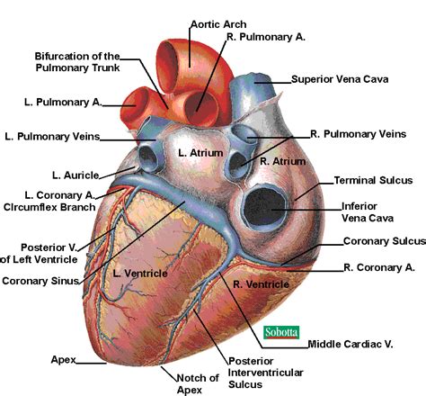 Posterior Heart Diagram Labeled