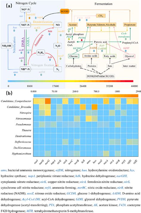 A Abundance Of Key Genes For Nitrogen And Fermentation Metabolism