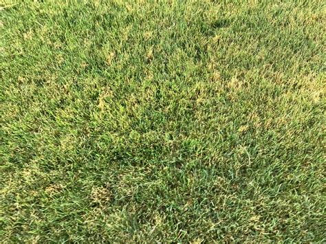 Scotts 16 Lb 5 280 Sq Ft Turf Builder Rapid Grass Sun And Shade Mix At Tractor Supply Co