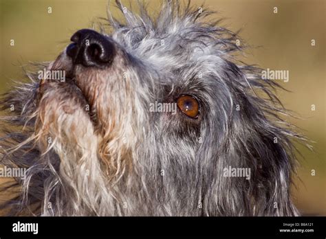 portrait of a rescue lurcher Stock Photo - Alamy