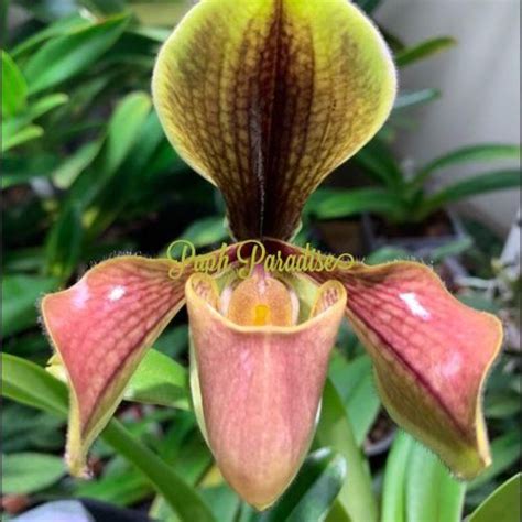 Paph Species Archives - Page 5 of 6 - Paph Paradise Paphiopedilum, Soil Ph, Orchidaceae, Flower ...