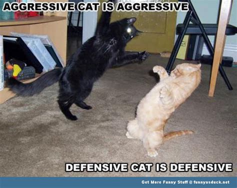 Cat Fight | Funny As Duck