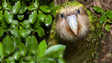 Endangered Kakapo Baby Boom | Quadrant2Design