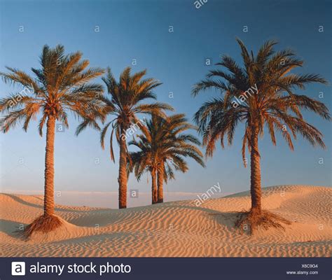 Oasis Sahara Desert Stock Photos & Oasis Sahara Desert Stock Images - Alamy