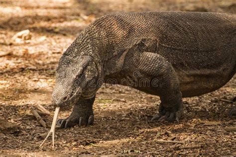 Komodo Dragon, Indonesia stock image. Image of dragon - 100407365