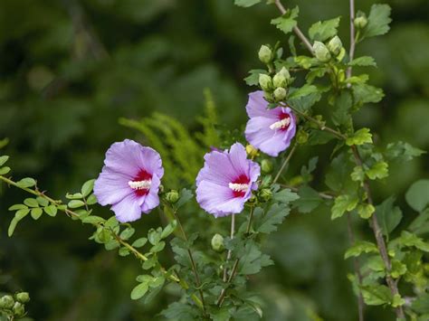 How To Propagate Hibiscus For Fresh Beautiful Flowers