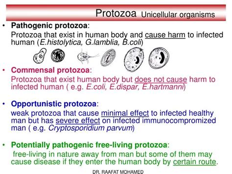 PPT - Protozoa PowerPoint Presentation, free download - ID:6756023