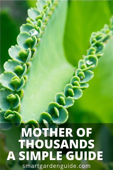 How To Care For Mother Of Thousands Smart Garden Guide Mexican Hat