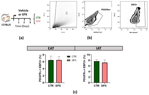 Ijms Free Full Text Role Of Spexin In White Adipose Tissue