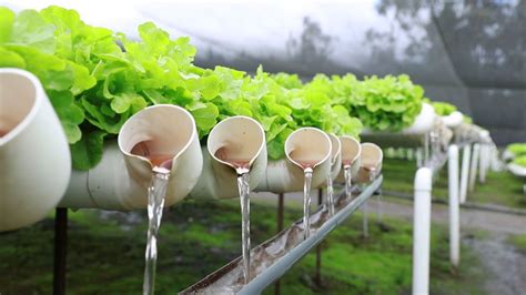 Gu A Pr Ctica Para Crear Tu Huerta Hidrop Nica En Casa