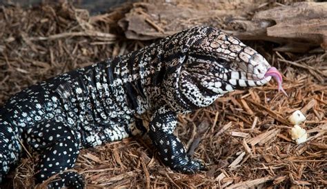 Non Native Tegu Lizards Posing Threat To South Carolina Wildlife