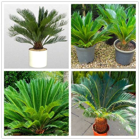 Mini Sago Cycas Plant Perennial Revoluta Flores Bonsai Tree Plantas