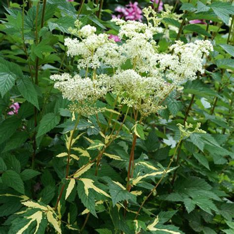 Variegated Meadowsweet Vanstone Nurseries