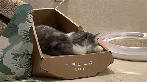 Tesla lanza caja de cartón para gatos inspirada en el Cybertruck en China