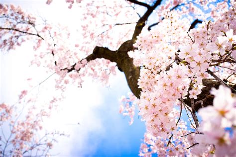 [500+] Cherry Blossom Wallpapers | Wallpapers.com