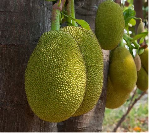 A Grade Kerala Fresh Jackfruit Carton Packaging Size 25 At Rs 20 Kg