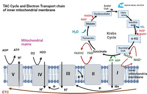 Functions Of Mitochondria Microbial Notes