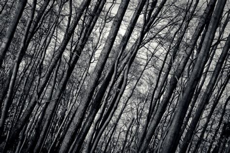 Free Images Tree Nature Forest Winter Black And White Wood Leaf