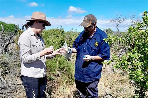 Supporting South Australian Indigenous Led Weed Management DAFF