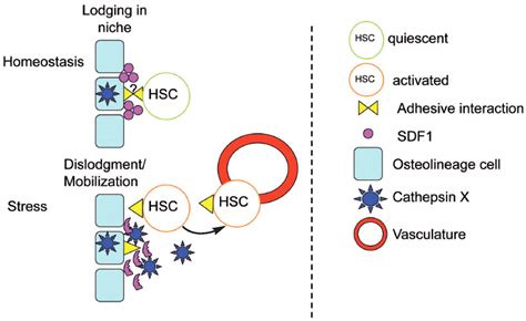 Regulating Traffic In The Hematopoietic Stem Cell Niche Haematologica