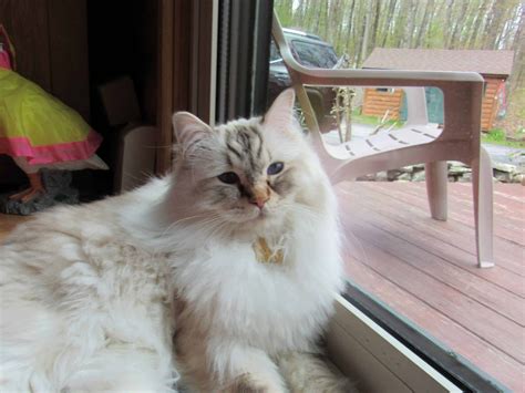 Ragdoll Rescue: Find a Ragdoll Cat Rescue For Ragdoll Cat Adoption