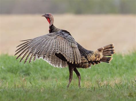 Five Amazing Attributes of Wild Turkey Feathers - Wild Turkey Lab