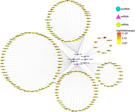 A Circrnamirnamrna Network Identification For Exploring Underlying Pathogenesis And Therapy