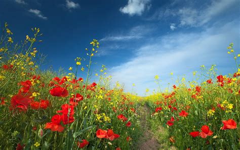 Flowers Field Red Flowers Yellow Flowers Landscape Sky Plants