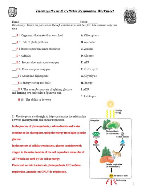 Photosynthesis Respiration Worksheet Key Pdf Cellular