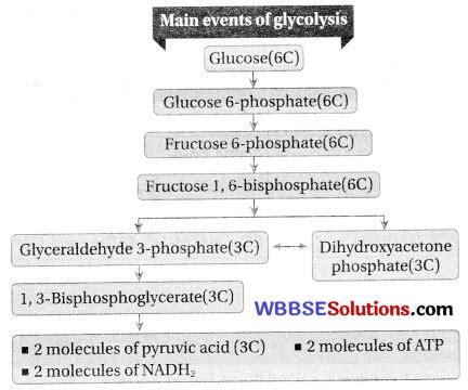 Wbbse Class Life Science Solutions Chapter B Cellular Level