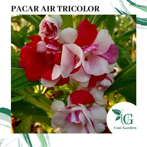 Jual Biji Benih Bunga Pacar Air Tumpuk Tricolour Impatiens Rose