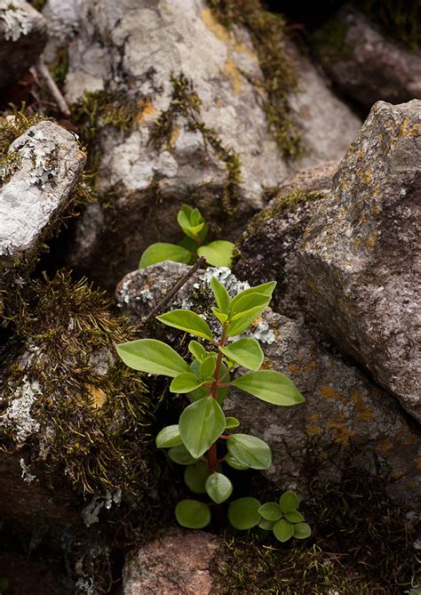 Flora Of Zimbabwe Species Information Individual Images Peperomia