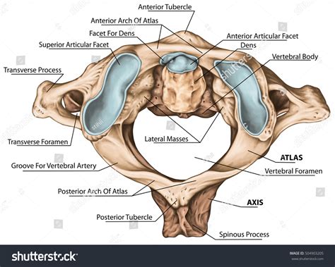 Cervical Spine Vertebral Morphology First And Second Cervical Vertebra Cervical Vertebrae