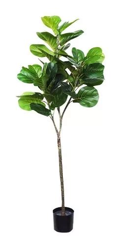 Ficus Maceta Pandurata Planta Artificial Grande 1 50 Mts