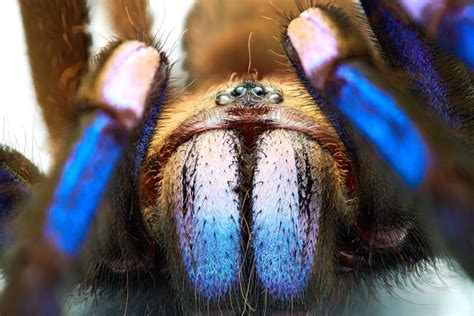 New electric-blue tarantula species is first found in Thailand mangroves