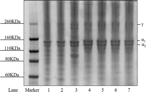 SDS PAGE Of The Gelatin Samples Lane 1 Sample EB 1 Lane 2 Sample