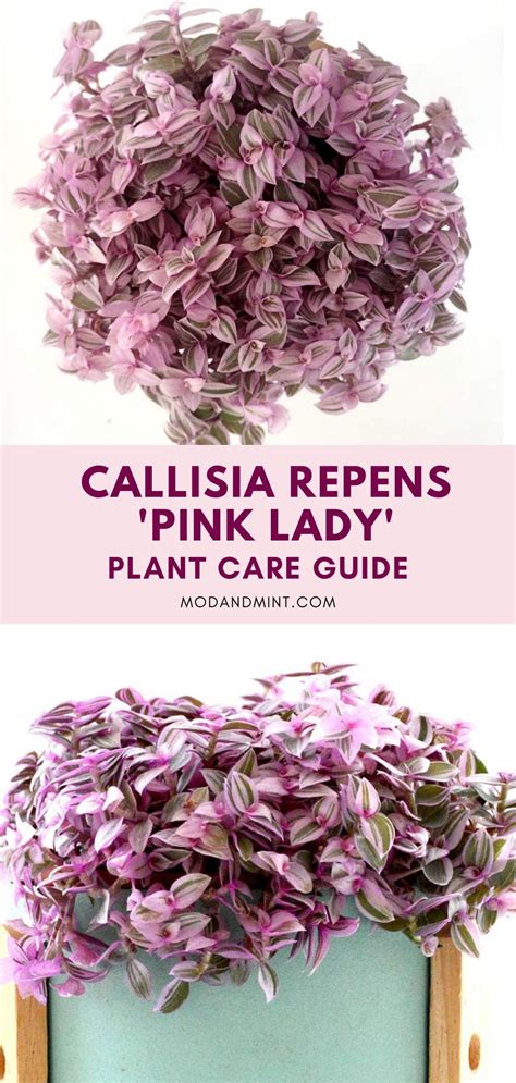 Callisia Repens Pink Lady Plant Care Turtle Vine