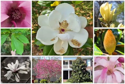 16 Different Types of Magnolia Trees & Identifying Features